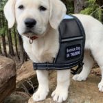 white labrador puppy